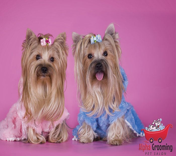 Advice That Your Dog Will Give Two Paws Up