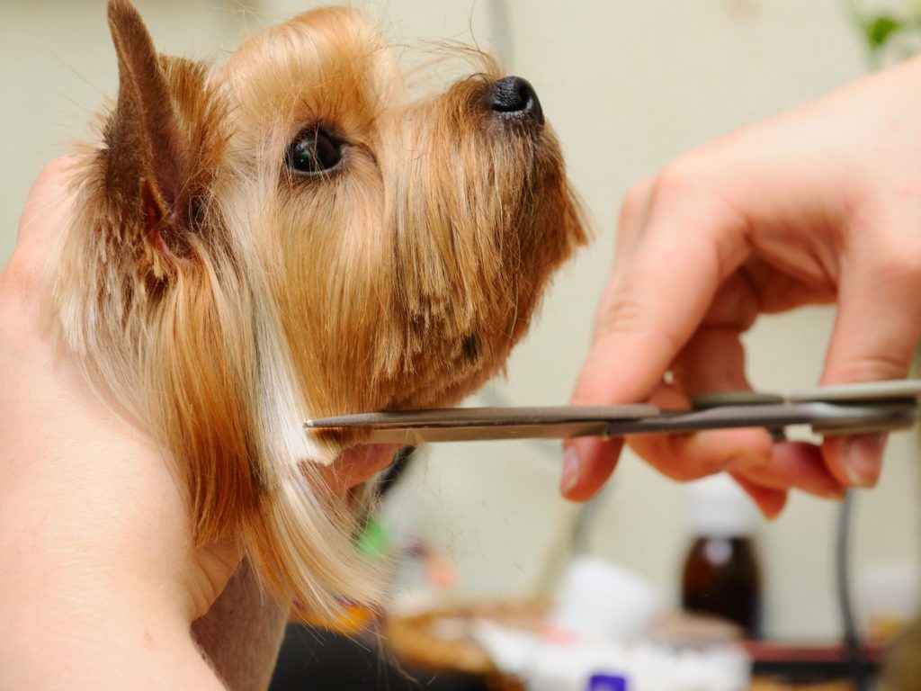 8 Benefits of Hire a Professional Pet Grooming