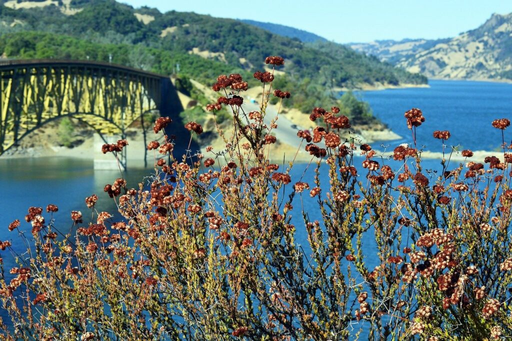 Red-brown wildflowers in the foreground with a metal bridge spanning a blue river and hills in the background—a perfect scene for any pet lover to explore with their furry friend.