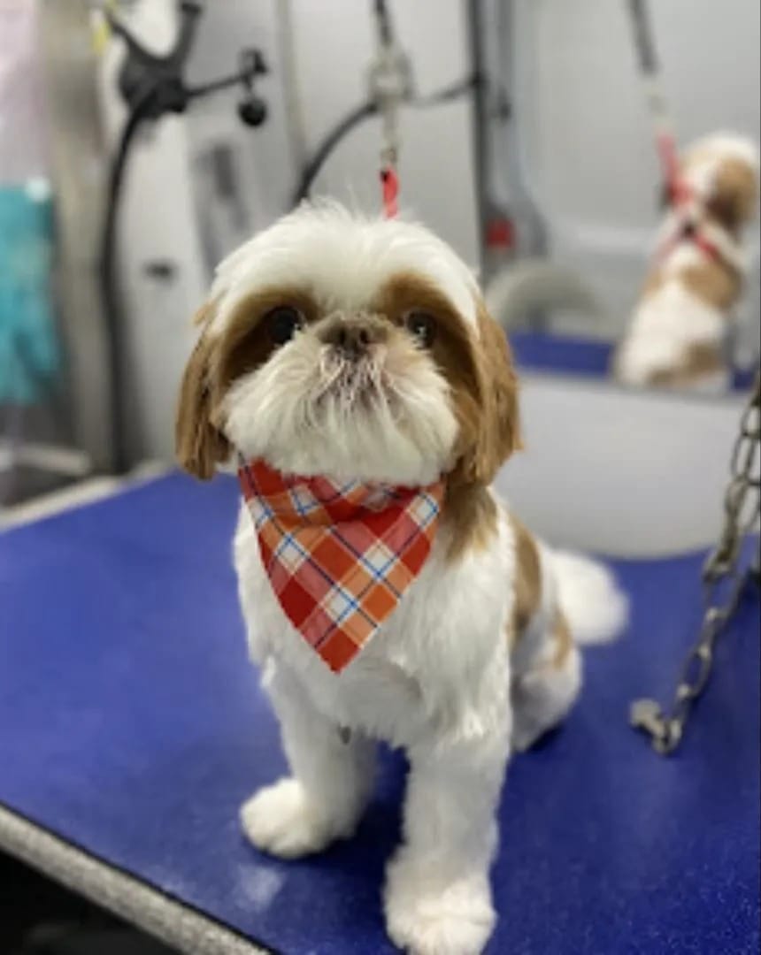 Small dog with white and brown fur sits on a grooming table wearing a red plaid bandana, as mobile pet grooming equipment and a mirror appear in the background.